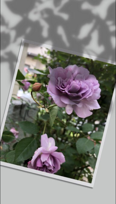 rsm60038's tweet photo. シニアたちと一緒にスマホだけで動画づくりをしています。
それと並行して写真加工アプリでも遊んでいます。
このバラは、レイニーブルーというバラです。大人っぽくて上品です。 https://t.co/NjzIj8gtOe