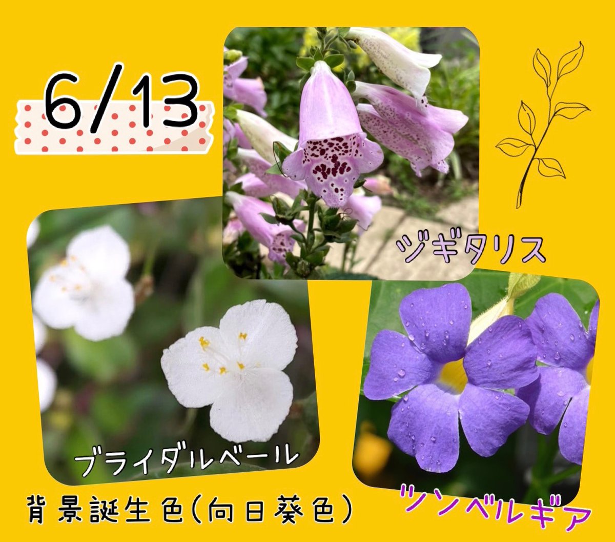 riru_0x0's tweet photo. おはようございます☕️🍃
6/13の #誕生花 は
「ジギタリス」不誠実、熱愛
「ブライダルベール」幸福、願い続ける
「ツンベルギア」黒い瞳、美しい瞳
#誕生色 は「向日葵色」#FCC800
話好き、健康的、向上心
希望に胸をふくらませる明るい人
長男の誕生日💕 https://t.co/HWSE0sEKr4