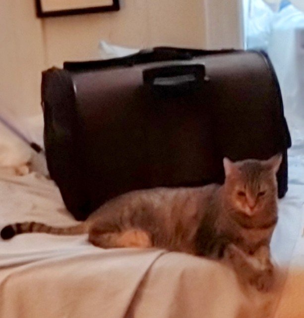 watergatesummer's tweet photo. #ChesterAndZoey 
Violet has been keeping Chester and Zoey company while they eat their meals today. She sits very proudly next to their carriers &amp; then she goes to eat at her own table. 😽💙😽 https://t.co/FJb9Cx5p7q