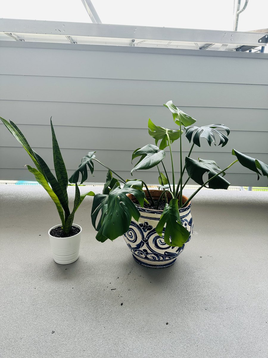 tmrb321's tweet photo. Working on my #selfcare and gave these guys new homes today 🍃🌿🪴 https://t.co/HlitLxMops