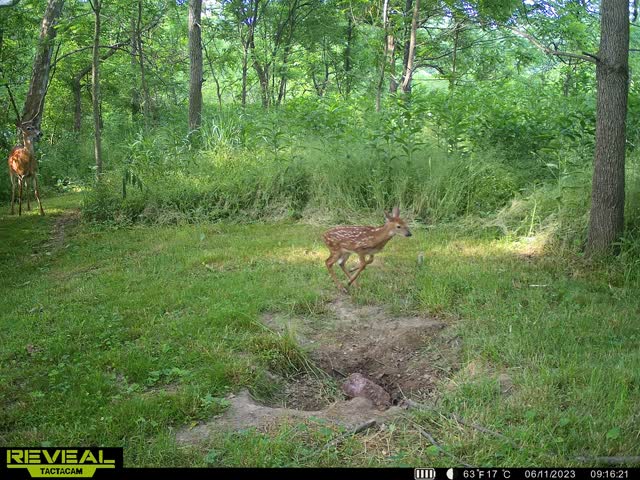 RileyStevens's tweet photo. @predatorinatree I've got a mineral site 100 yards behind my house with a cell cam. Easy opportunity to keep the kids engaged during the summer. Everyday they ask to see the pics. Have 2 does with 3 fawns and 2 tiny bucks everyday https://t.co/0IKKLnQOr5