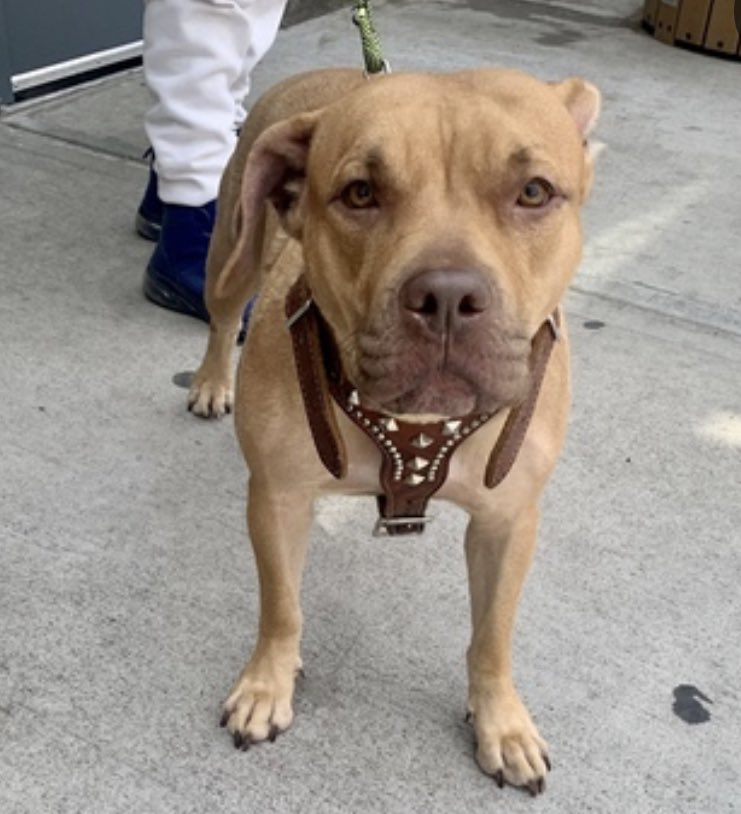 Luna #171398 arrived just JUN 9, to immediately placed TBK Tuesday in NYCACC. Highly fearful, she’s trembling and reluctant to walk outdoors or meet new people. Described as gentle and exuberant, she’s friendly and affectionate with dogs and kids. Absolutely no reason to kill