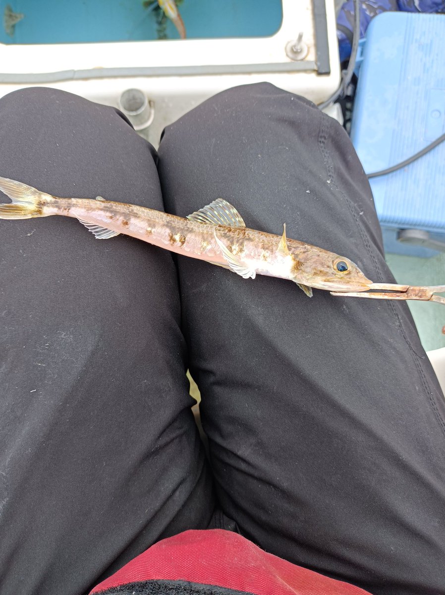 パセリかとう tweet media