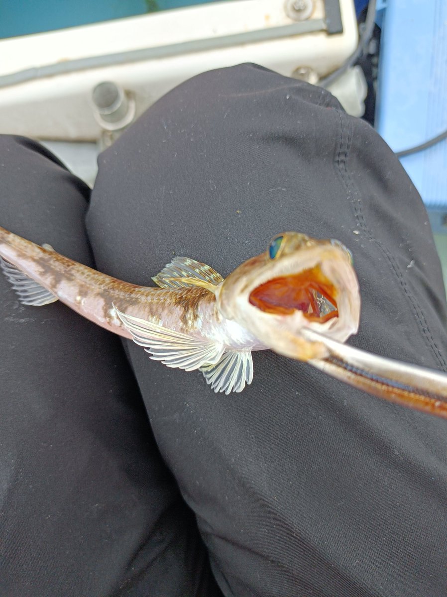 パセリかとう tweet media