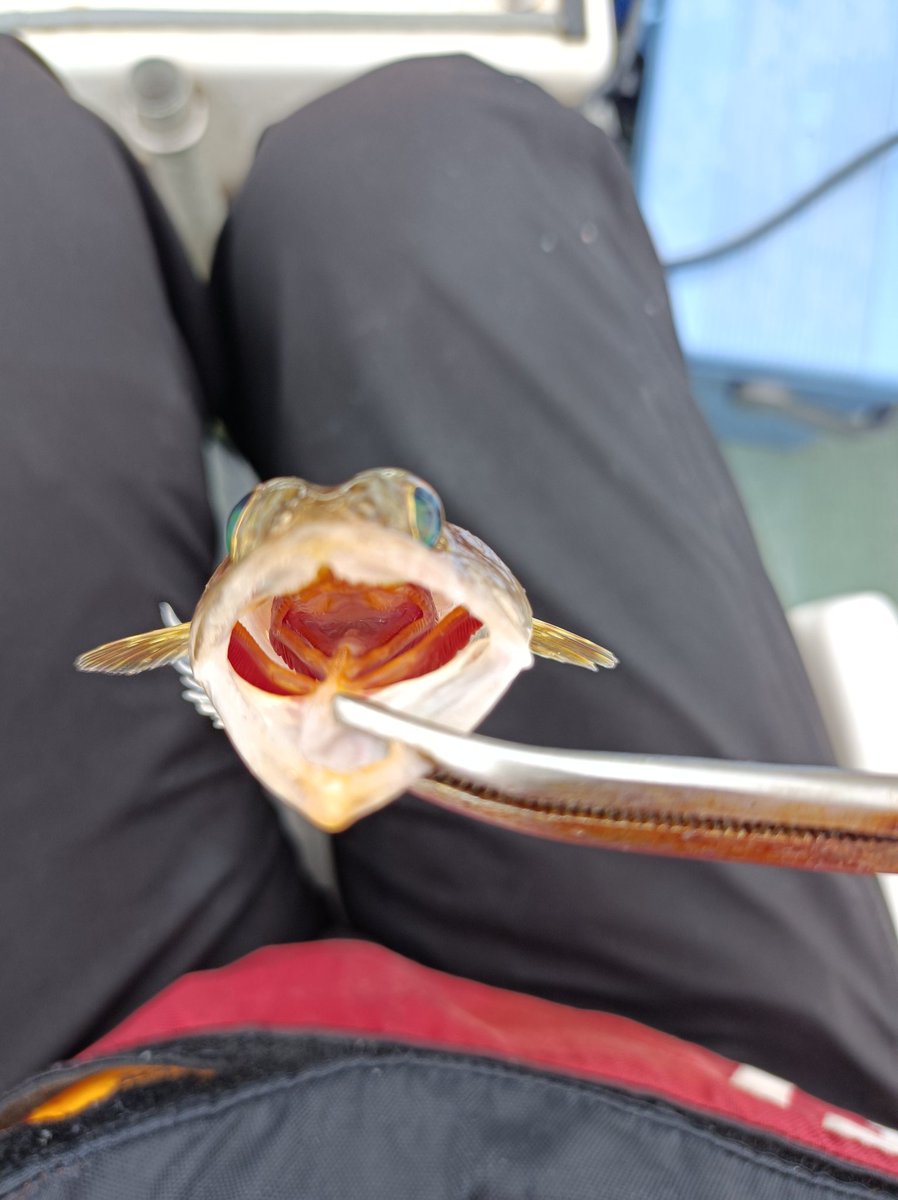 パセリかとう tweet media