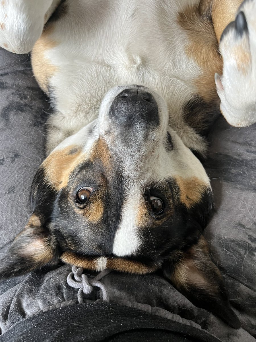LolaFrost's tweet photo. Life’s simple pleasures : the period edition. 
- having time to free bleed 
- having resources for some snack + sips of choice 
- being able to snug your beautiful fuzz ball for hours on end https://t.co/qaiHWkWE89