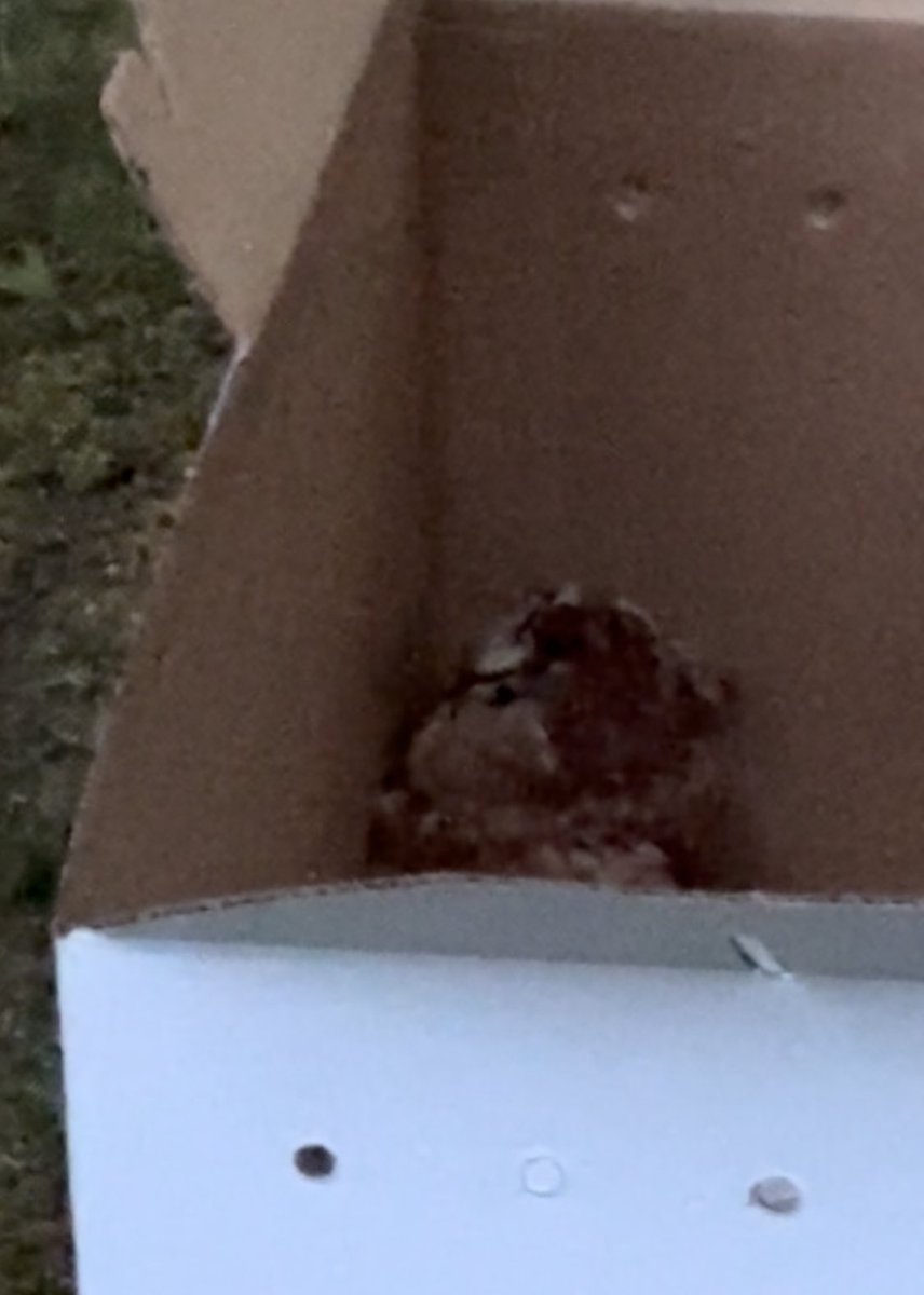 💙🦉🌛🙌🏽 
MADE IT! Release of the screech!
#UPDATE :
#ScreechOwl admit 2/23 w/head trauma, (?rodenticide),
released dusk @ her home, Sandwich .
After a 20 min sulk in corner of transport box, turned to give me one last grumpy stare..flew out to hunt!
Long happy life Lena!! 🥰