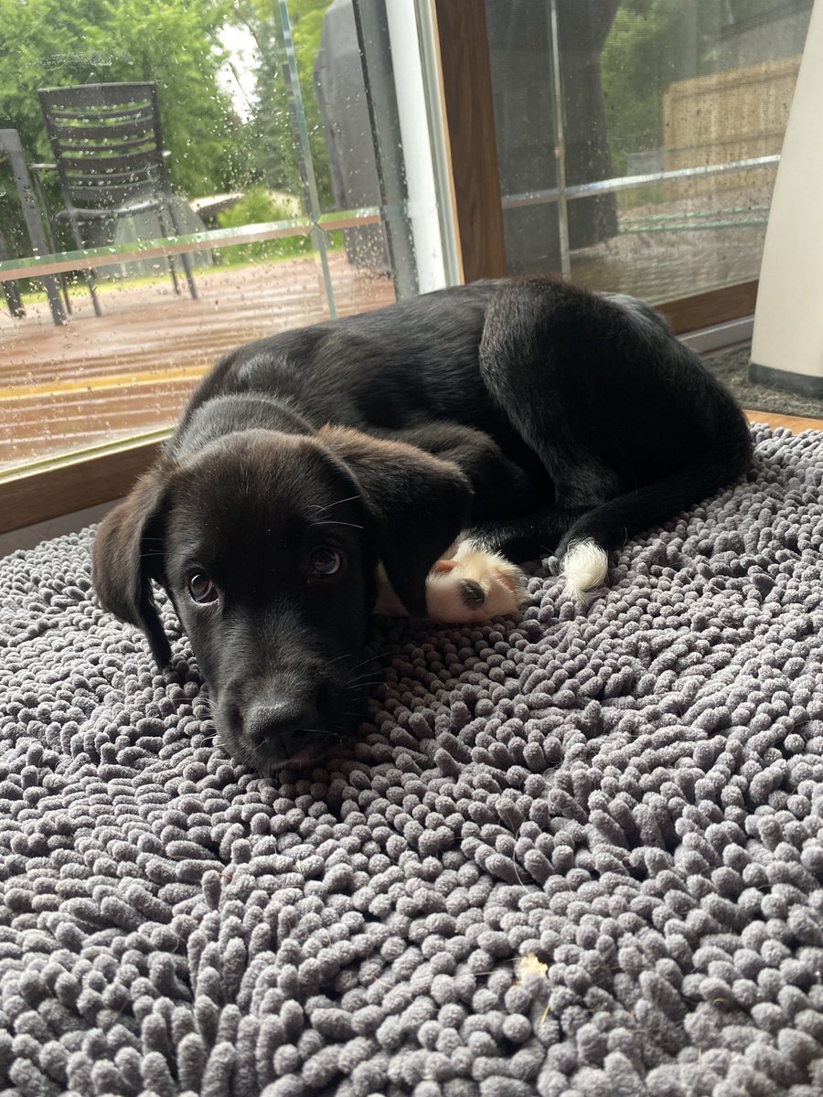 Hi, I’m Chicho! 👋🏻🐶🐾✨

Chicho is our new foster! He is an 11-week old lab/aussie mix weighing in around 10 pounds! We are so excited to show him all the love and help him find his furever home 🏡