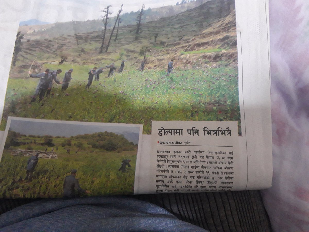 belakoboli's tweet photo. माओवादी उलटपुलटकारी क्रान्तिकाे गढ भनिने राेल्पातिर अफिम खेती माैलाएछ।क्रान्तिका नायक भनिने "प्रचण्ड" यता हिन्दु शक्तिपीठहरूमा  रू ५१ हजार भेटी चढाउँदै पूजाआजामा मग्न छन्,उता कार्यकर्ता अफिममा मग्न भएछन्।के माओवाद��� क्रान्ति अफिम र हिन्दु धर्मकाे नशामा लठ्ठिएर गाेपिक्याँच भा हाे? https://t.co/RlY24di29b