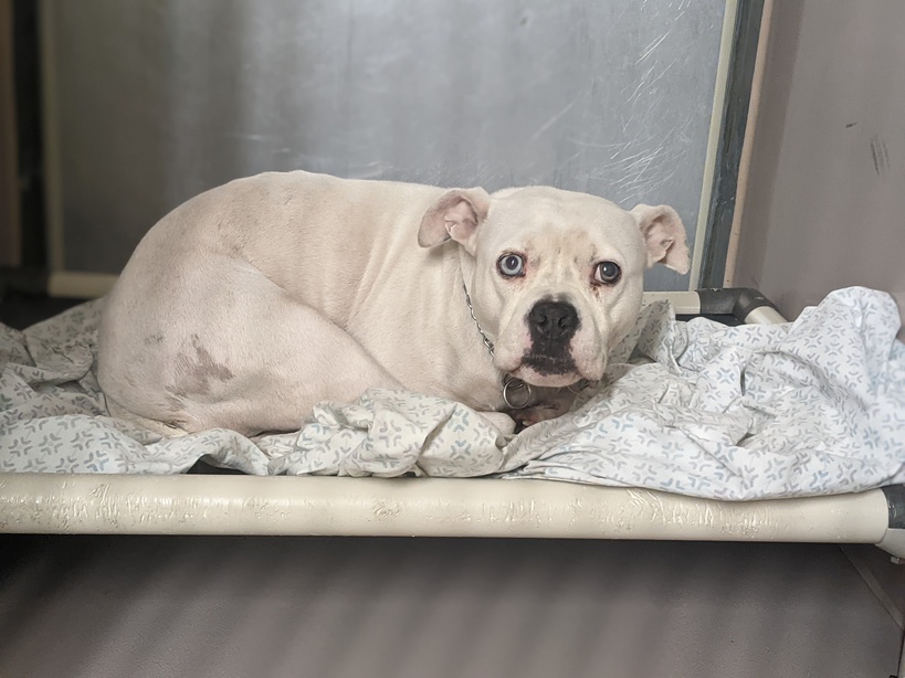 NMBewitched's tweet photo. Cloud
#NYCACC #173620
TBK 6/13
4yrs 46lbs
https://t.co/oId8dAkiah
#Foster
DM @notthesameone2 
Cloud has 1📸Stray that followed someone she choose home. They called the police🙄
Arrived at ACC stuffed into a crate too small. She is scared &amp; rightly so, they will kill
🙏#Pledge https://t.co/NdbmJolPHx
