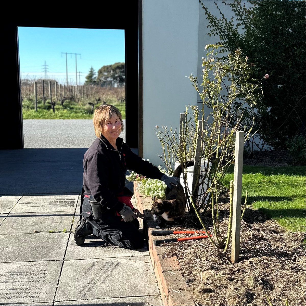Jane and her helper 'mini' 😻 pruning the roses 🌹 this morning in the courtyard.  Thousands of visitors each year enjoy the roses...all thanks to Janes care. Side note - Mini the vineyard cat used to run a mile when she spotted a human...check her out now!