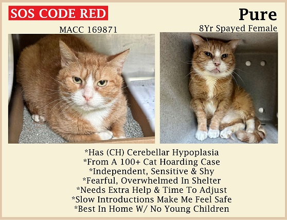 🆘CODE RED🆘TBD TUE 6/13/23🆘
💘SCARED 8YO SENIOR ORANGE TABBY & WHITE KITTY 'PURE'
😿💔FROM A 100+ CAT HOARDING CASE, NOT THRIVING IN SHELTER
🚨NEEDS #ADOPTION #RESCUE #FOSTER ASAP🚨
⏩169871 facebook.com/photo/?fbid=62…
🙏🏾#ADOPT #PLEDGE #AdoptDontShop
#MANHATTAN #NYCACC #CAT