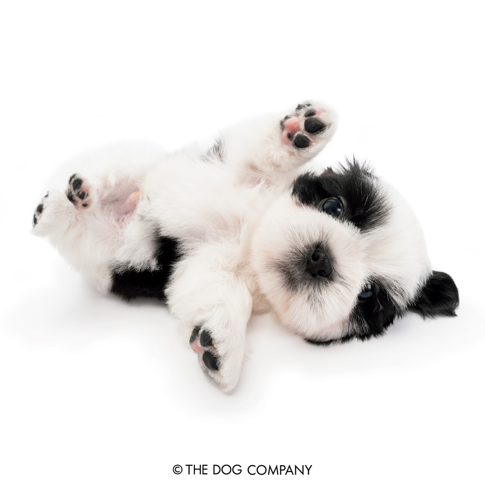 Aren't my multi-colored paw beans just so cute??

#shihtzu #shihtzusofinstagram #shihtzulove #shihtzugram #shihtzulovers #shihtzusofig #dog #dogstagram #dogsofinstagram #puppy #pet #instadog #doglover #thedog #thedogandfriends