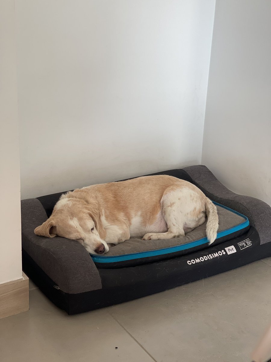 Durmiendo en sus camitas 🐶🐶