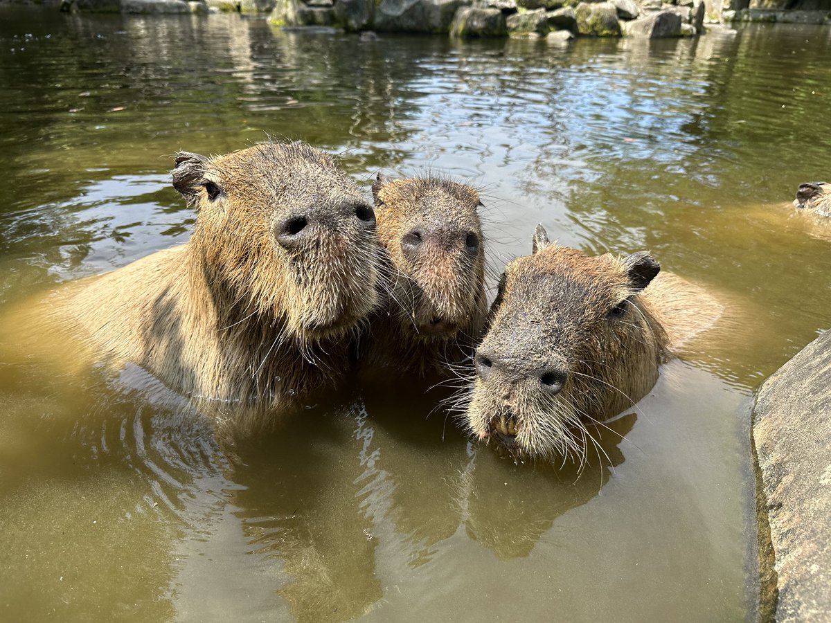 おはようございます！
暑くなってきましたね☀️
みなさん熱中症などお気をつけくださいね

#朝カピ
#カピバラ #capybara
#長崎バイオパーク