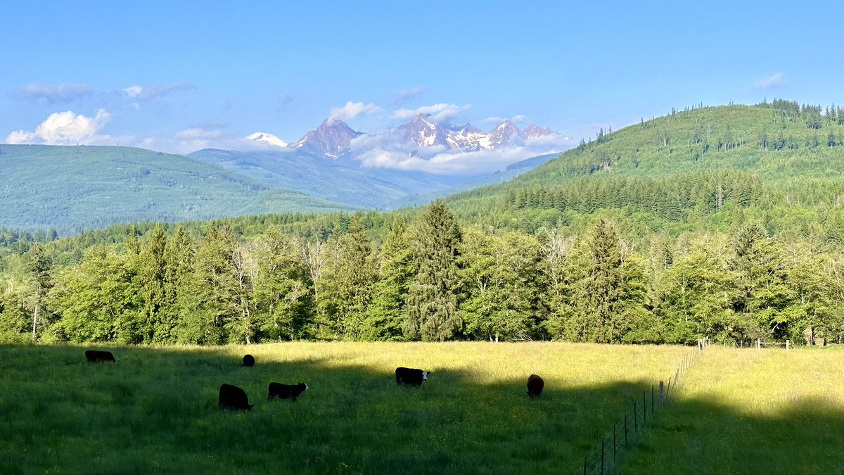 RyanVoutilainen's tweet photo. A view of Kwetl’kwítl’ Smánit, #Nooksack for Red Mountain and more commonly known as #TwinSisters #Mountain with #KomaKulshan (#MtBaker) peaking from behind as seen from #Wickersham #WA — the skies have cleared & it’s a seasonal 69°F/21°F
#ShareYourWeather #WAwx #WhatcomCounty https://t.co/qlkcXMJ91z