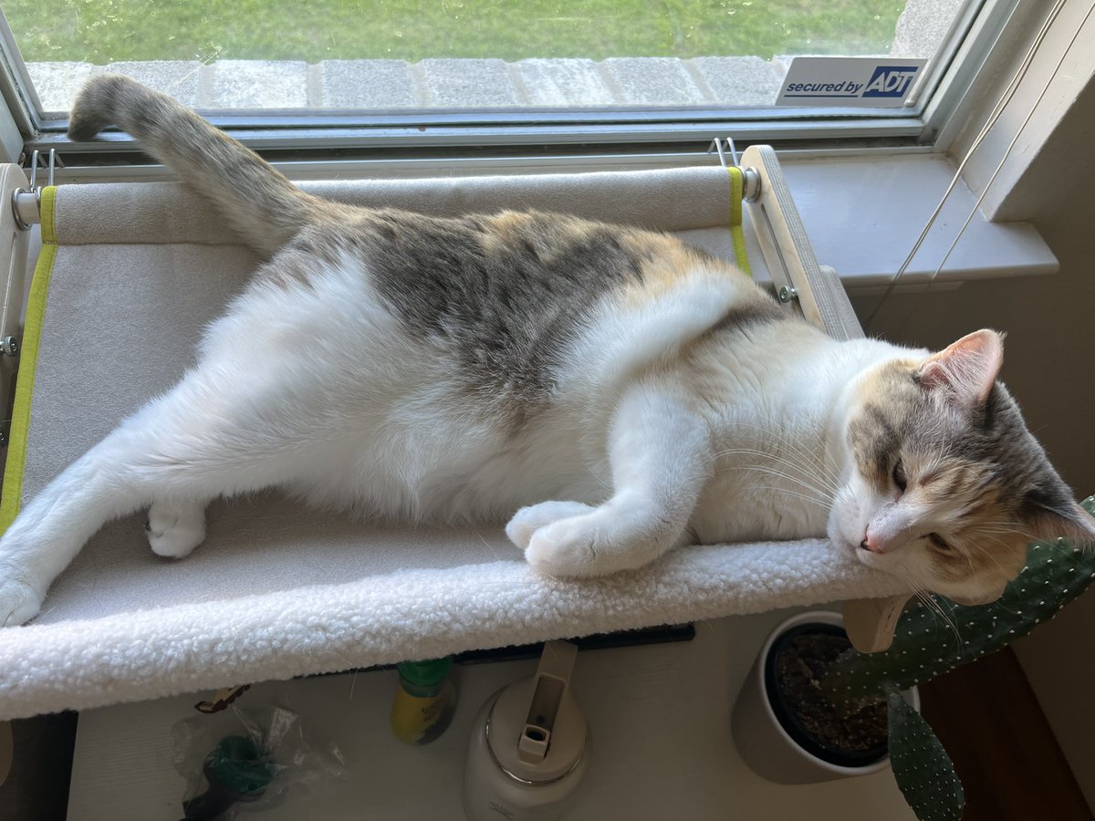 fatfatpankocat's tweet photo. For a message from us: https://t.co/MYeiv48itn https://t.co/5xTHiyltQl
