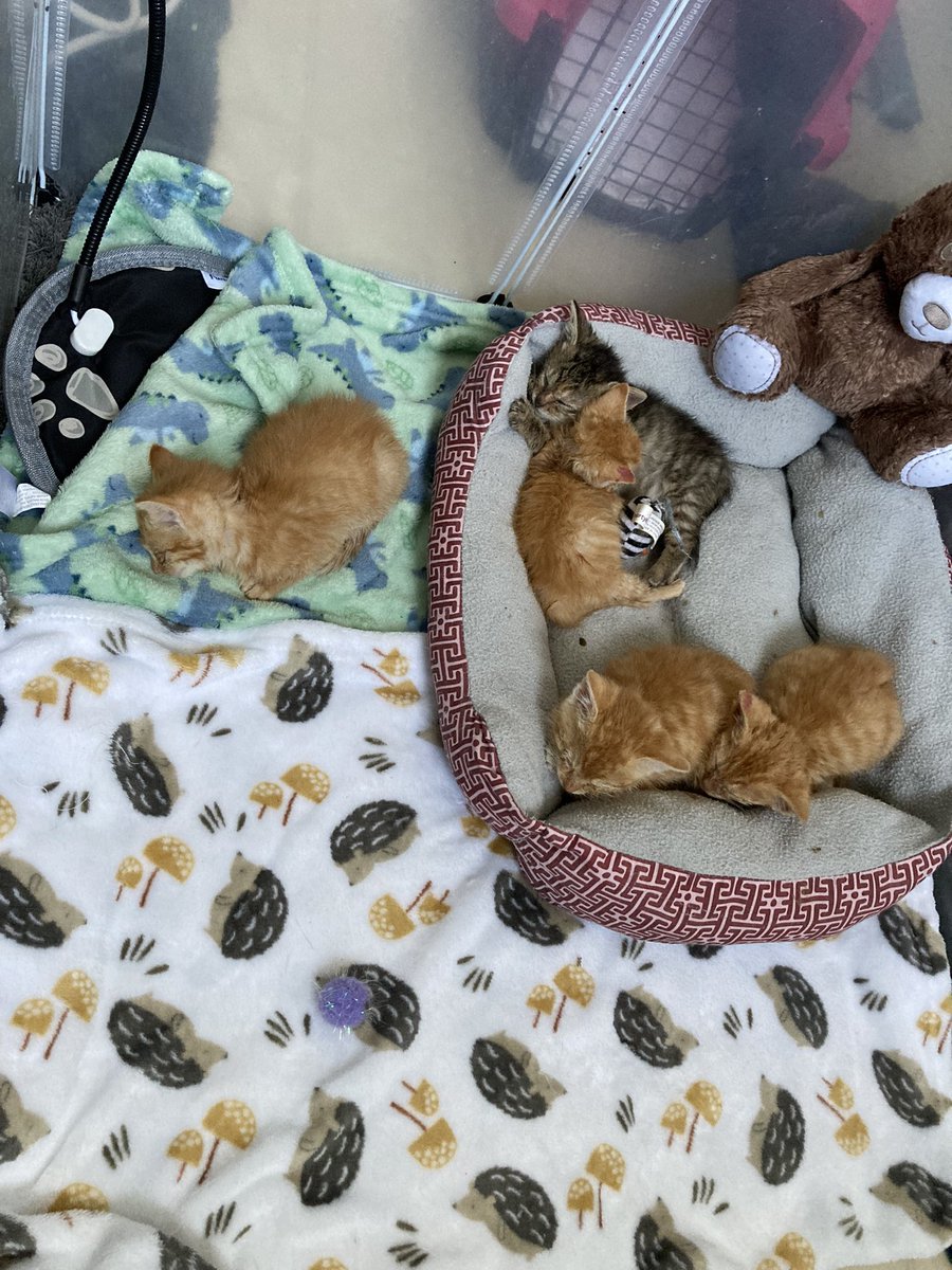MarsRoverCat's tweet photo. Oh no. Even more foster babies.  Our house is being taken over! https://t.co/XoqBE3Lyft