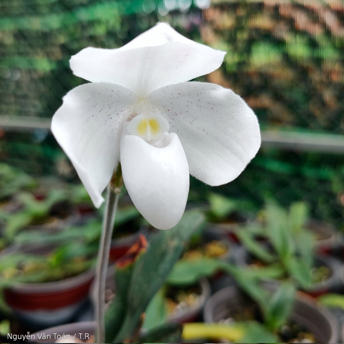 toanrom3198's tweet photo. Paphiopedilum niveum https://t.co/HmCW8hoOxd