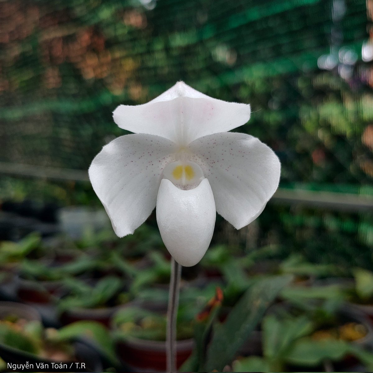 toanrom3198's tweet photo. Paphiopedilum niveum https://t.co/HmCW8hoOxd
