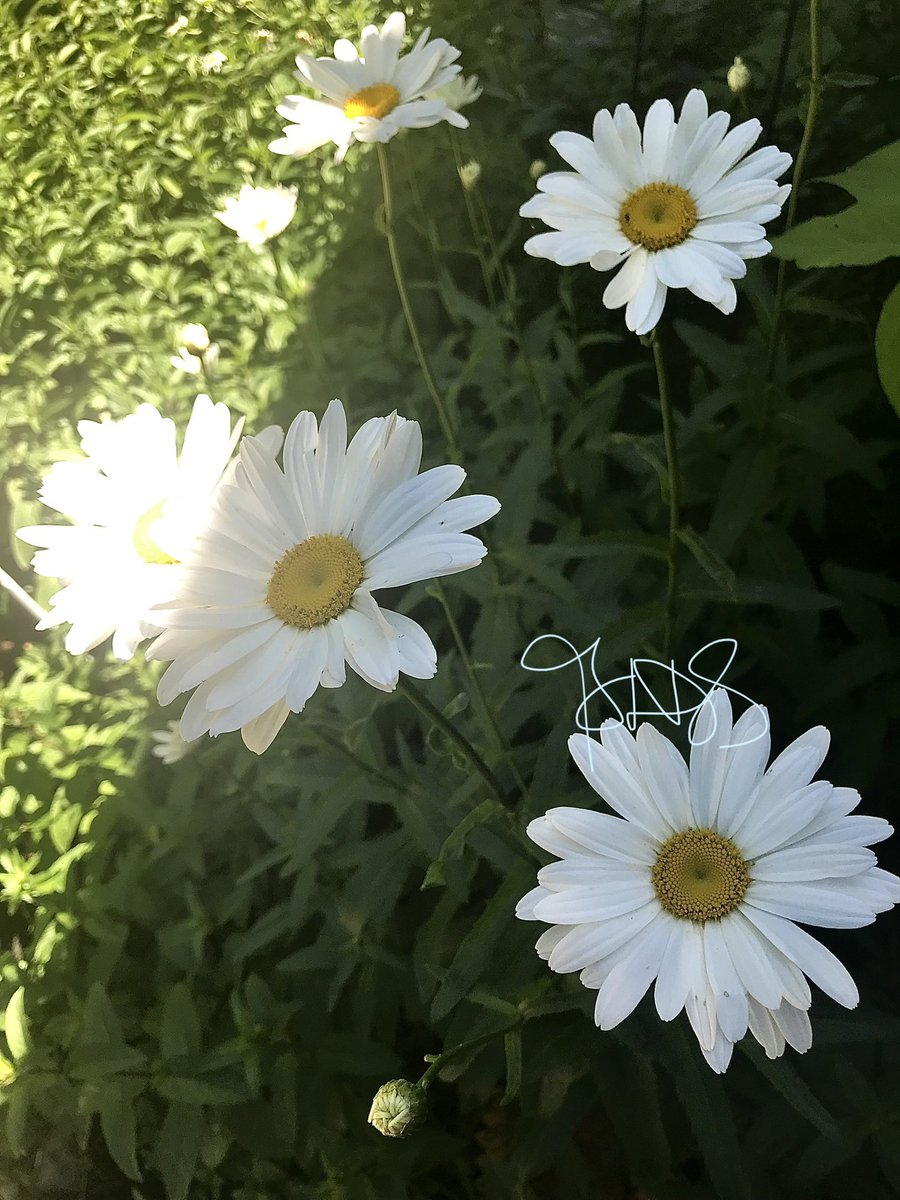 #Plants #plantlover #lifeIsGreat  #gardening  #GardenersWorld #flowers #GardeningTwitter #happiness #NatureBeauty 🤎🤍🤭

These grow wild here #lupine #damesrocket #daisy 

 #wildflowerhour