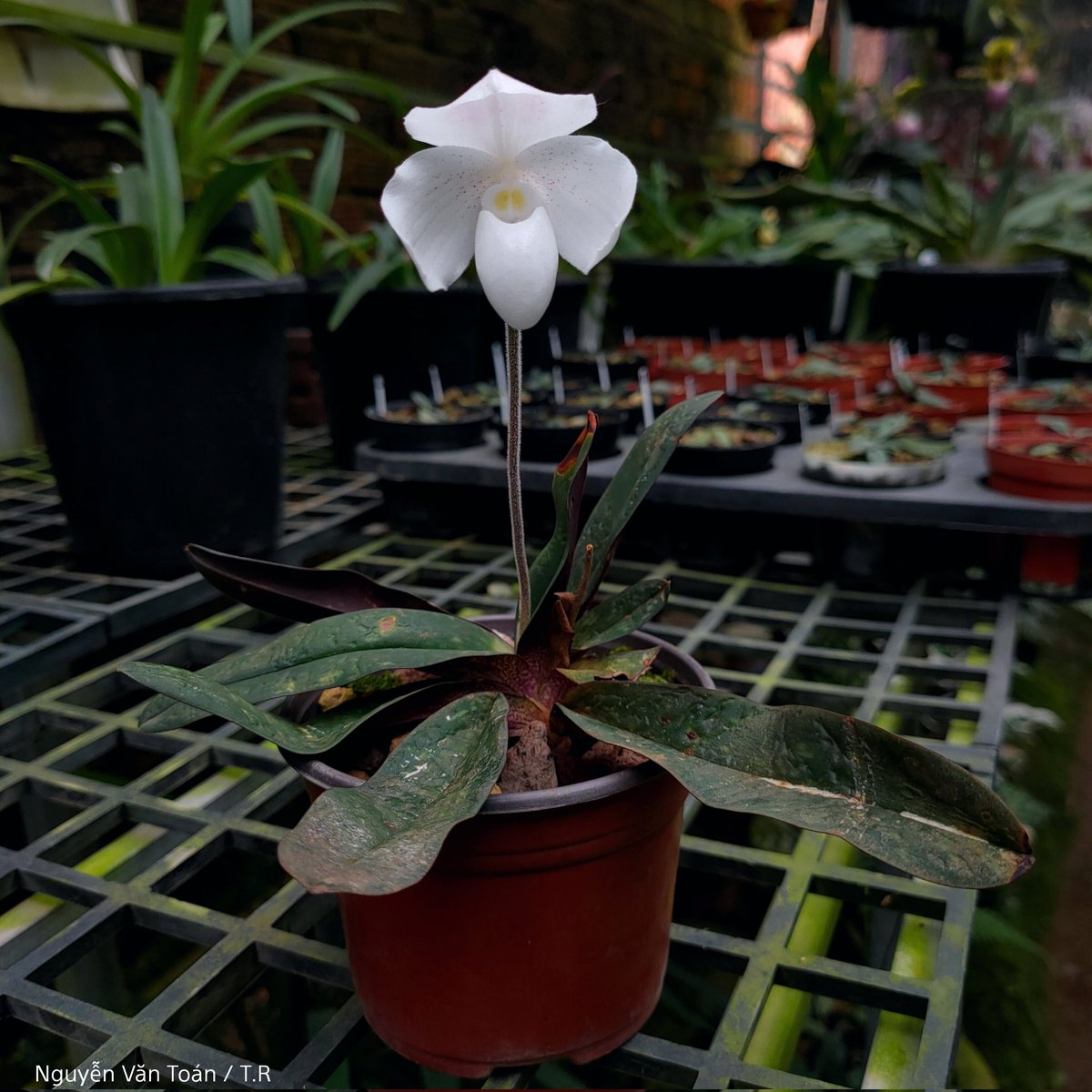 toanrom3198's tweet photo. Paphiopedilum niveum https://t.co/HmCW8hoOxd