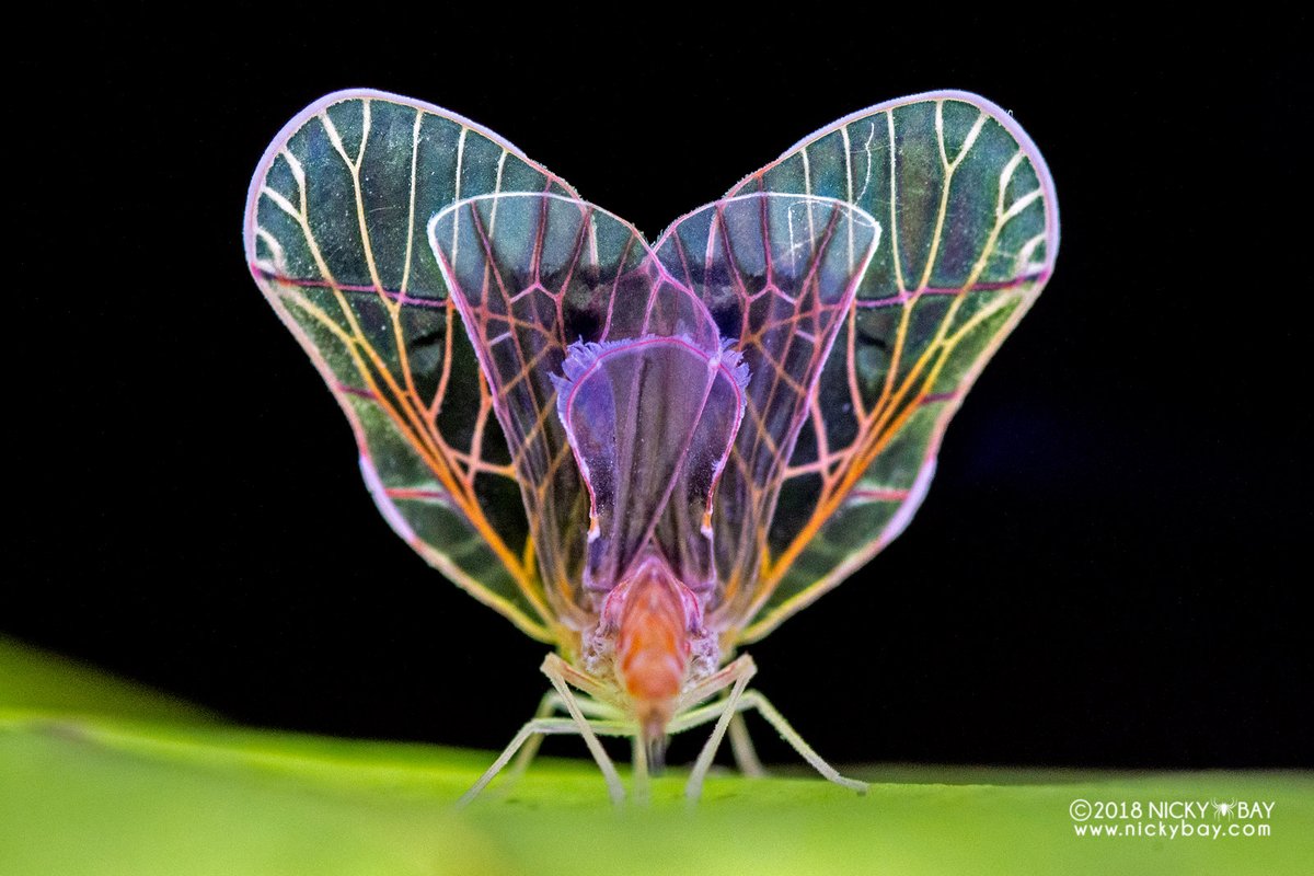 Beautiful wings of a derbid planthopper... from behind.