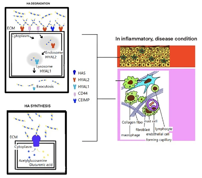KoreaCRS's tweet photo. (Journal of Pharmaceutical Investigation) Size matters: differential property of hyaluronan and its fragments in the skin- relation to pharmacokinetics, immune activity and wound healing (https://t.co/XuTP6U9nJp) | Ae-Ri Cho Lee @duksungunivon | #JPIN #KPSPT https://t.co/0CKkXqSWvA