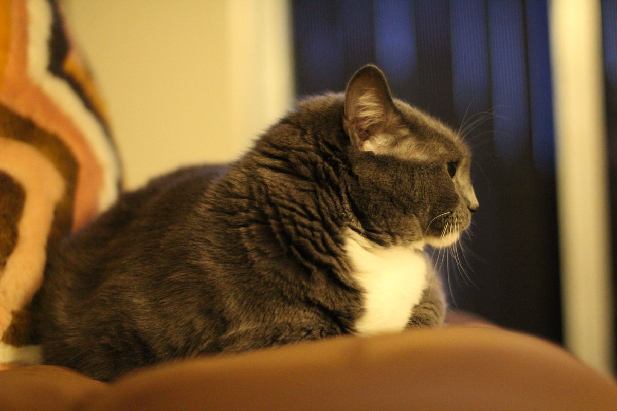 joaquinwrites's tweet photo. @eve_kenneally A Very Fat Cat Photoshoot™️. https://t.co/8AWURJxc0Z