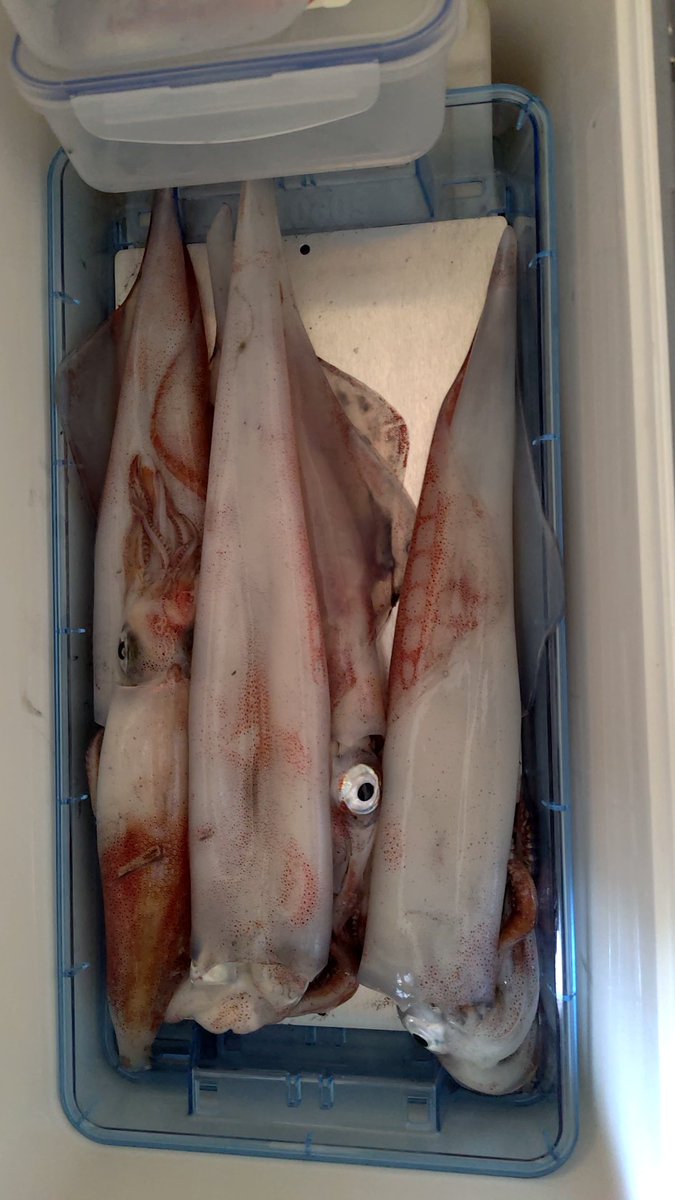 abe2him's tweet image. 金沢でのアカイカの釣果ですが…
激渋で最後まで修行でした笑
５杯でしたが50cmオーバー2本でましたし、久しぶりの釣り満喫でした☆