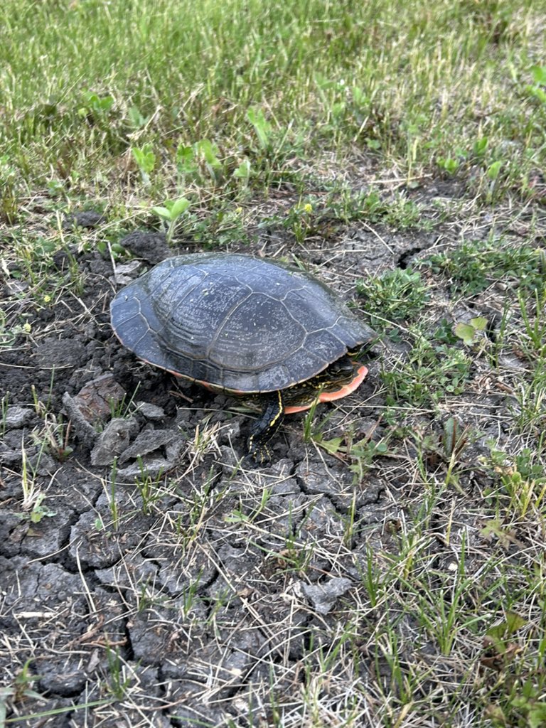 On MY lawn