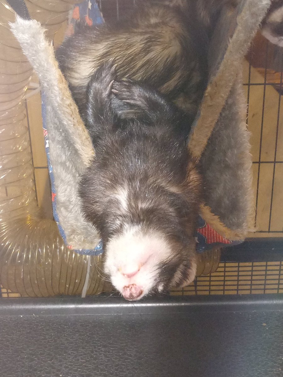 I love ferrets he's a little sleepy boy
