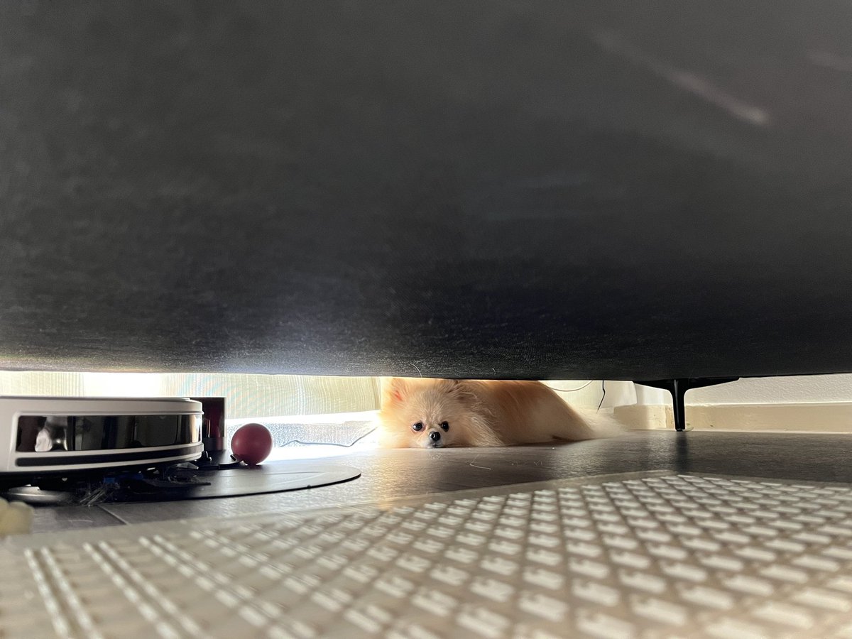 pomtuna's tweet photo. 赤ちゃんときからソファの下が定位置 https://t.co/fTpd7G3Yz0