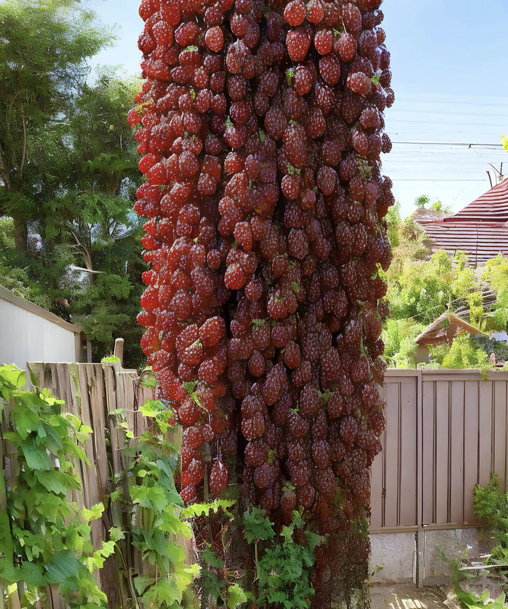 xia6895's tweet image. 家里的草莓变成草莓干了