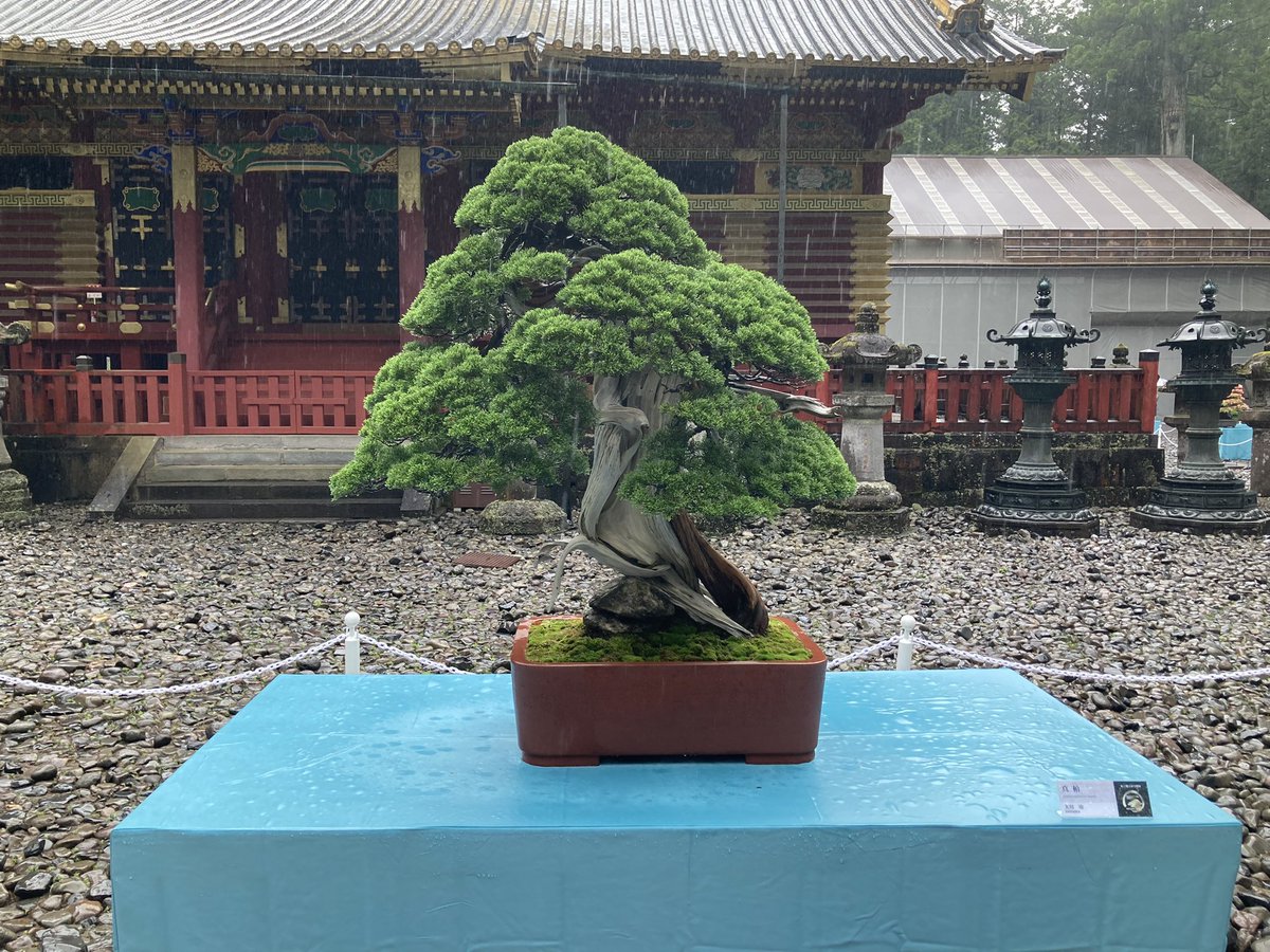 Steven Maere tweet media