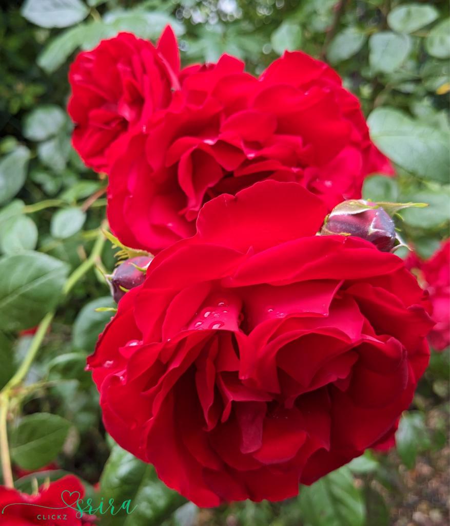 sri_aru's tweet photo. Have a good start to the week.
Stay safe and healthy and happy.
#weekbegins #mondaymotivation #rosesπΉ #flowerpower #flowergram #photooftheday #shotonpixel5 #photography #shotonpixel5 #srira_clickz #hobby #teampixel https://t.co/X4SanuBP1y