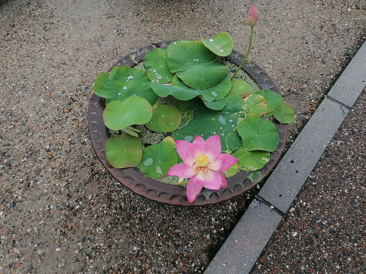 Fiori di loto in prossimità dei templi, simbolo di purezza