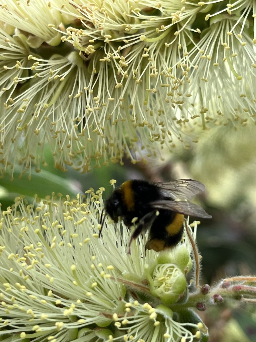 Trewithengarden's tweet photo. Morning with me on a day off (not #mycommute today) is this ball of yellow fluffyness Callistemon pallidus
#summergardendays #yellow #fluffy #flowers #dayoff #notatwork #packingforholiday @The_RHS @CwllGardenSoc @PlantNetwork https://t.co/aaw77DGREy