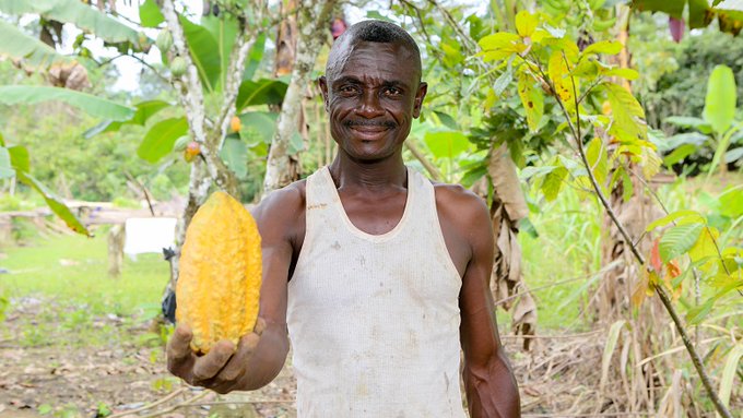 In #Ghana, sustainable cocoa farming has reduced deforestation and 972,000 tons of carbon emissions. Learn more: wrld.bg/YS3R50OKNEE #ClimateStories_WBG