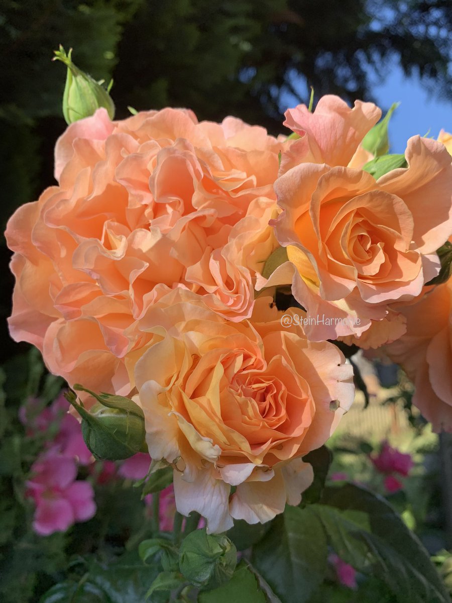 🌿Guten Morgengrüsse aus dem 
            Garten ☀️🌸