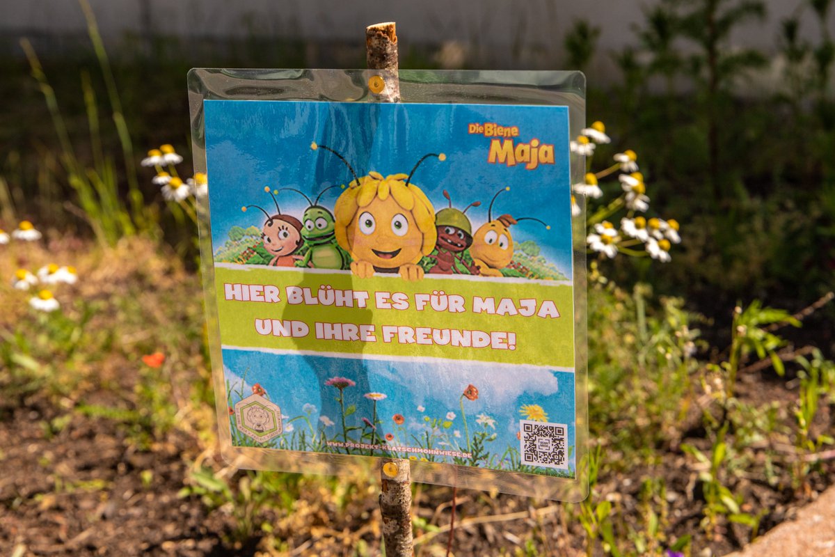 spread_group's tweet image. Supporting Maya the bee in her Projekt Klatschmohnwiese! 🐝 We #letitgrow by sowing wildflowers on our HQ rooftop terrace and in our own gardens, areas and balconies! #naturaldiversity and lifestock is vital for bees and other insects. Find more info here: diebienemaja-bienenschutz.de