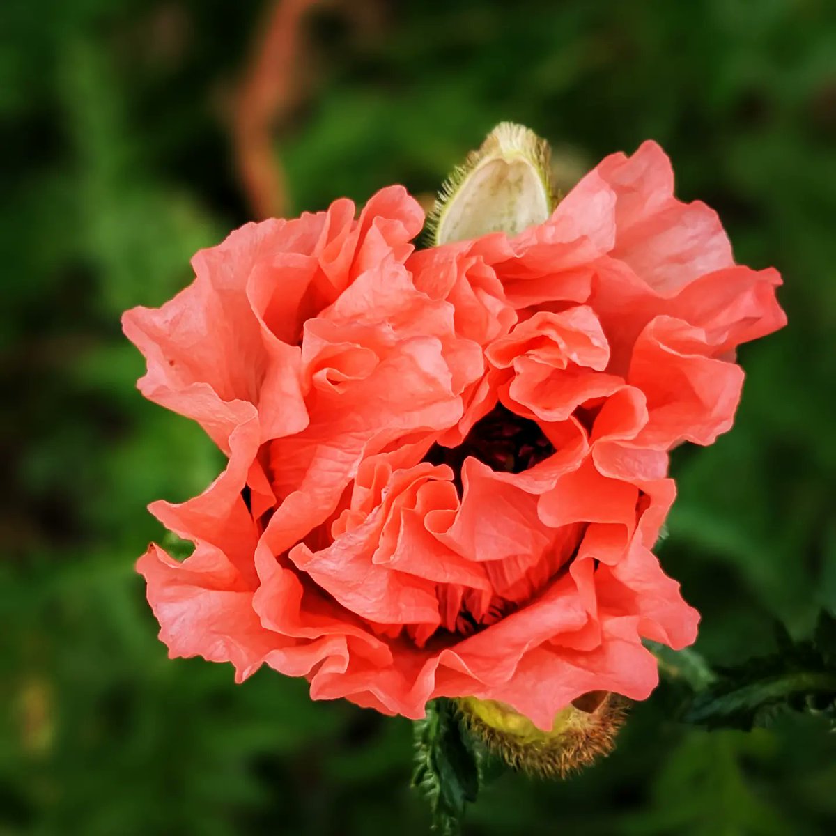 What a pleasant sight to start off Monday @cheeringupmonday @MotivatorMonday @GWandShows @PoppiesBlooming @Nature @BBCSpringwatch @BBCWeatherBot @BBCWeather__