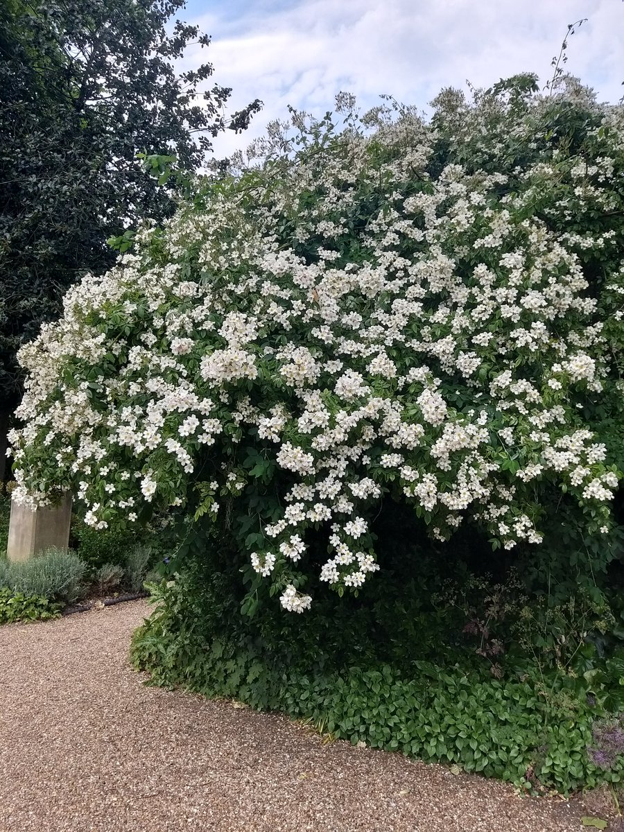 broadsgirl's tweet photo. Bus to 7-acre Grade II Ladbroke Square Garden
The busiest garden we saw all weekend, impressive rambling roses in mature trees & @RNLI very busy providing refreshments
#LOG23 https://t.co/qdgw13ij0v