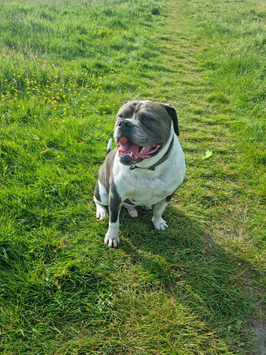 traceyrogers37's tweet photo. Gym 🏋️♀️ 💪 at 6am then an early morning walk with #Huson 🐕 before it gets too hot 🌞 #gettingthosestepsin #toohotalready https://t.co/dYUTgsDYKx