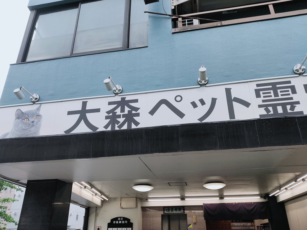 昨日は多数のお言葉、ありがとうございました。  皆様から、いただきましたが 残念ながら、愛猫ナギヤンは亡くなってしまいました。   最近歳ながら痩せても、3日前までは元気でしたが、猫はわからんもんでしす。 今回もベテランの #大田区 #大森ペット霊堂 様 丁寧な葬儀 お世話になりました。  #猫