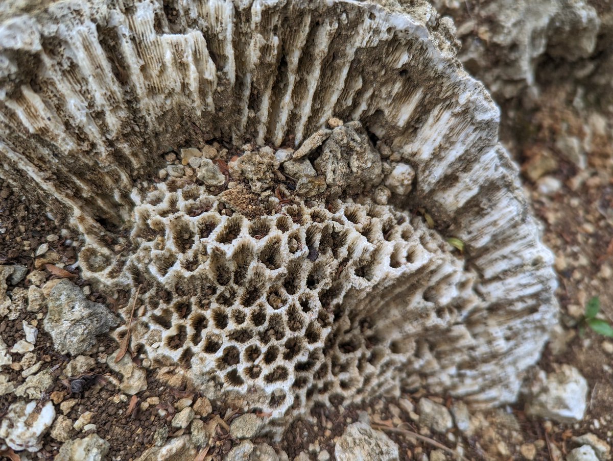 There were some beautiful fossil corals at the Holocene and Pleistocene outcrops I visited yesterday in Okinawa #okinawa #PhD #FossilCorals