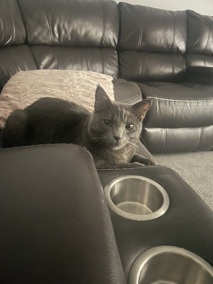 Meowah Mama💜💙❤️💛 tweet media