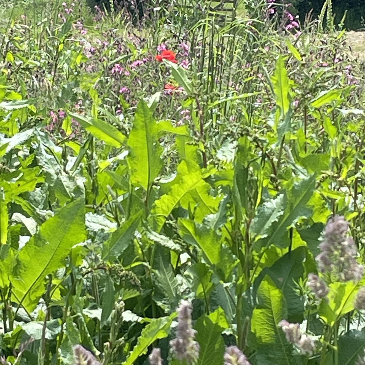 janeyoungart's tweet photo. Art Project Session 6 - Exploring the self reported benefits of nature based creative practice took place on Sunday in Winston near Barnard Castle. #walking #wildflowers #sketching #journalling #greenspace #socialprescribing #connectwithnature #researchproject https://t.co/Vs7LpyhFkV