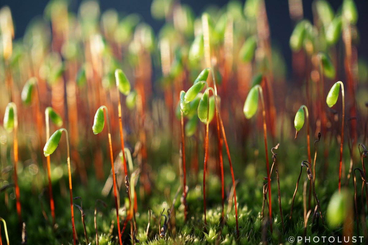 #Fotografie #Photography #Natur #Nature #Makro #Macro #Makrofoto #Macrophoto #Makrofotografie #Macrophotography Camera #SonyAlpha 6000
#MossMonday #MoosMontag

#Moss with spore capsules on my balcony.
Picture 3/3

Good morning Twitter friends. Have a nice Monday.