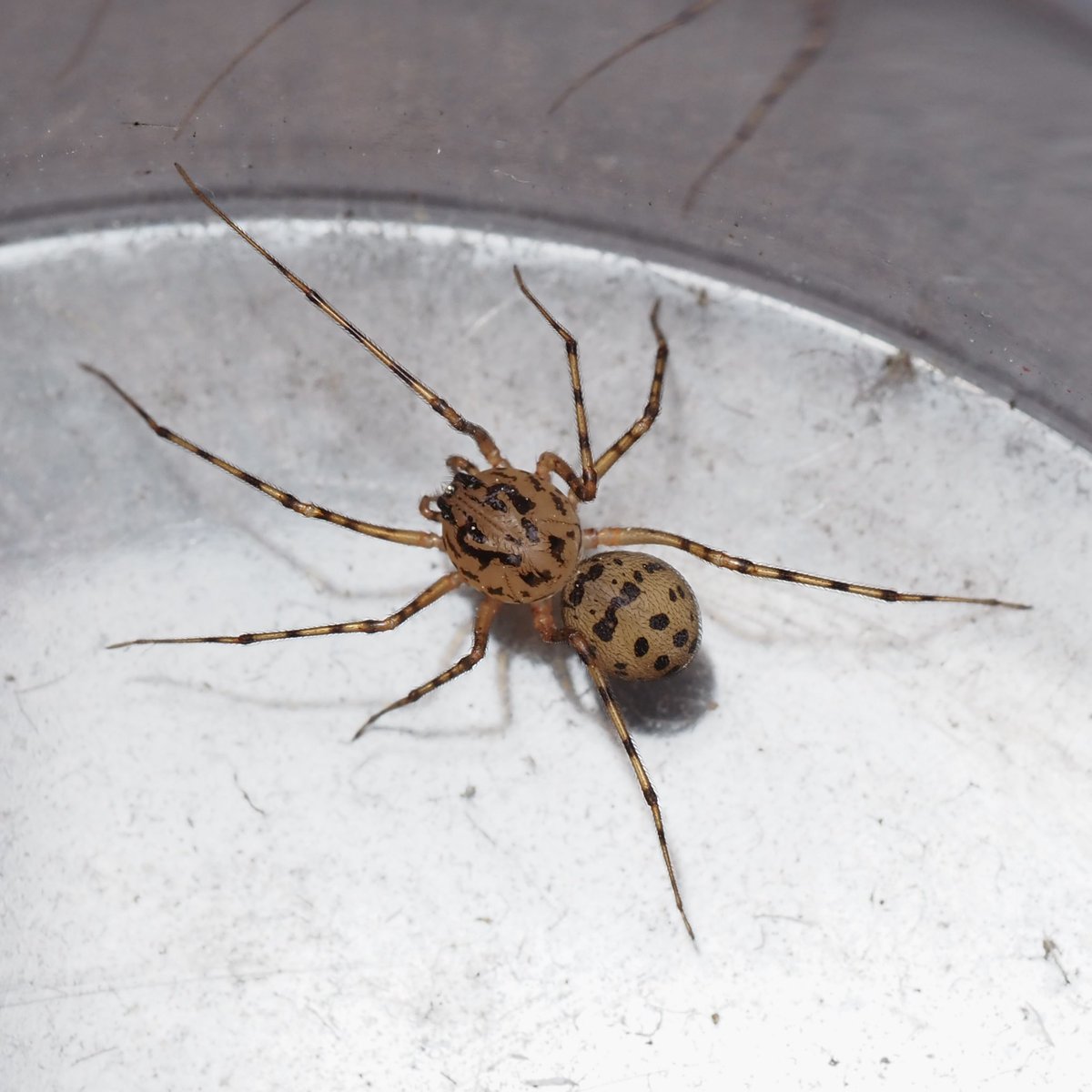 This not only beautiful but interesting spider just came in to my kitchen. The Spitting Spider Scytodes thoracica. Not the conventional way to catch their prey but would love to see it in action? srs.britishspiders.org.uk/portal.php/p/S… @BritishSpiders @Tone_Killick